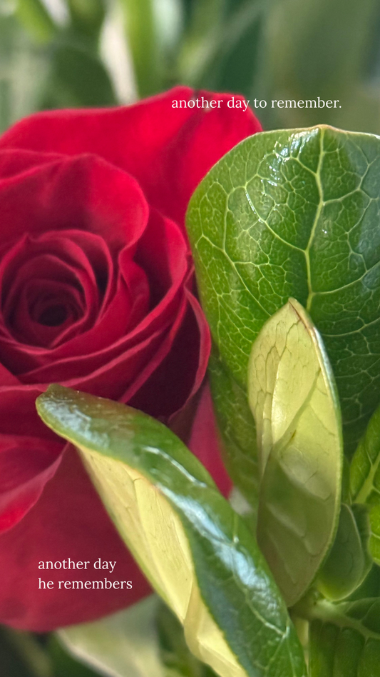 A rose, a memory, and the quiet return of love.